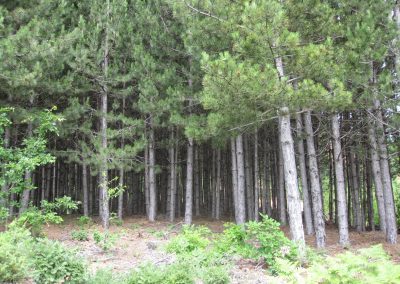 Spaseski pine forrest (2)