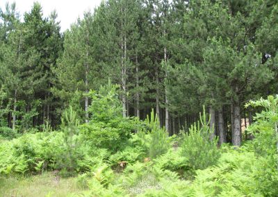 Spaseski pine forrest (4)